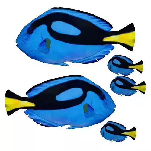 blue tang fish Low-poly 3D model
