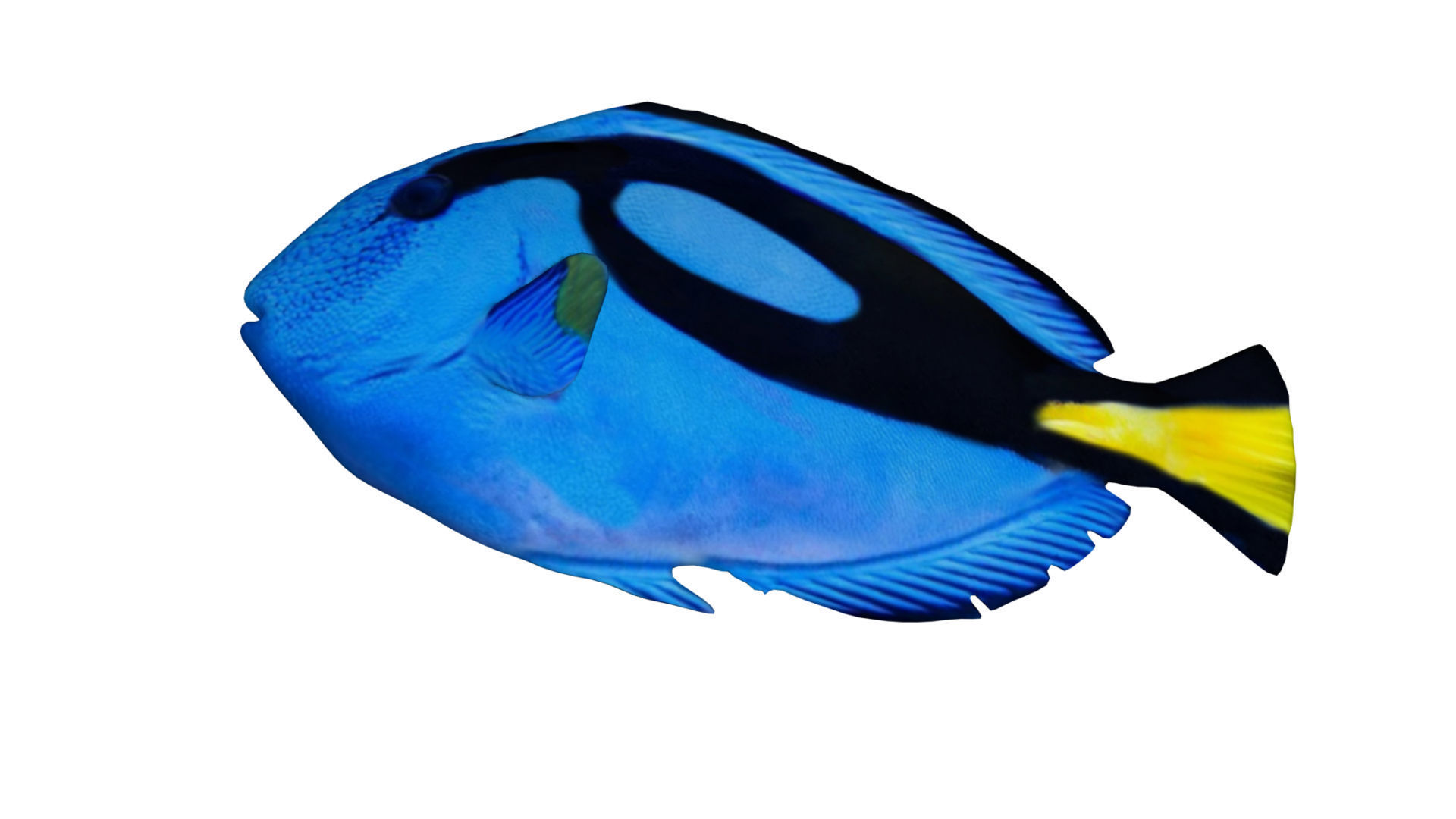 blue tang fish Low-poly 3D model_6