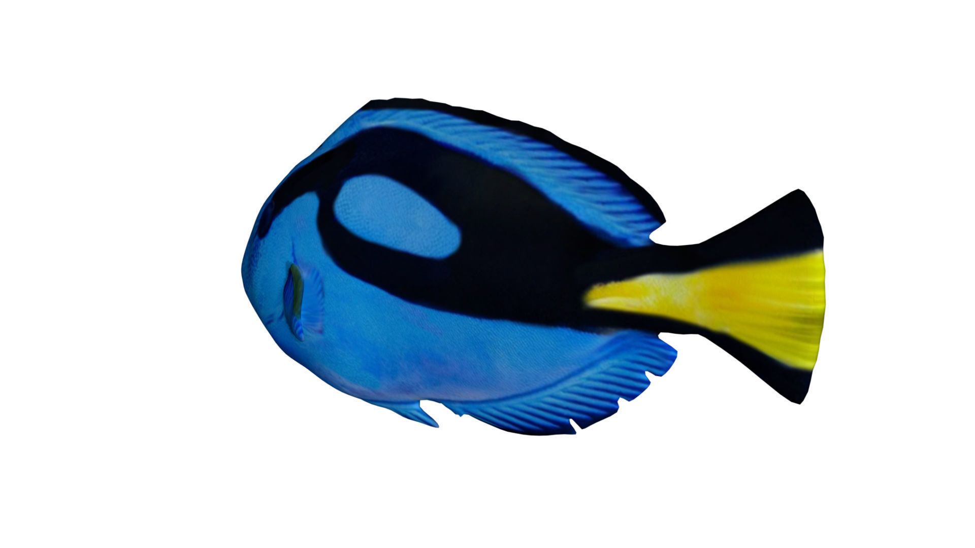 blue tang fish Low-poly 3D model_5