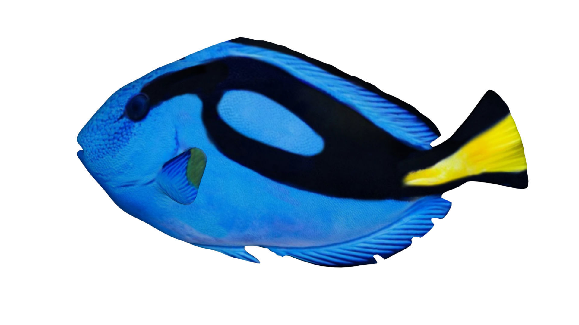 blue tang fish Low-poly 3D model_2