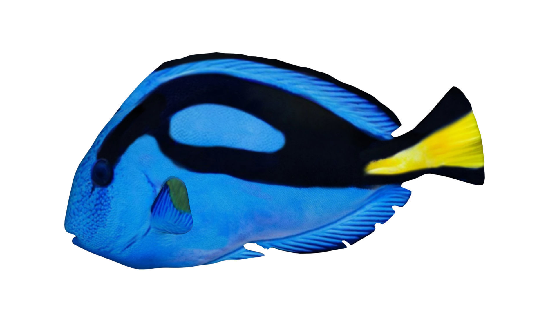 blue tang fish Low-poly 3D model_3