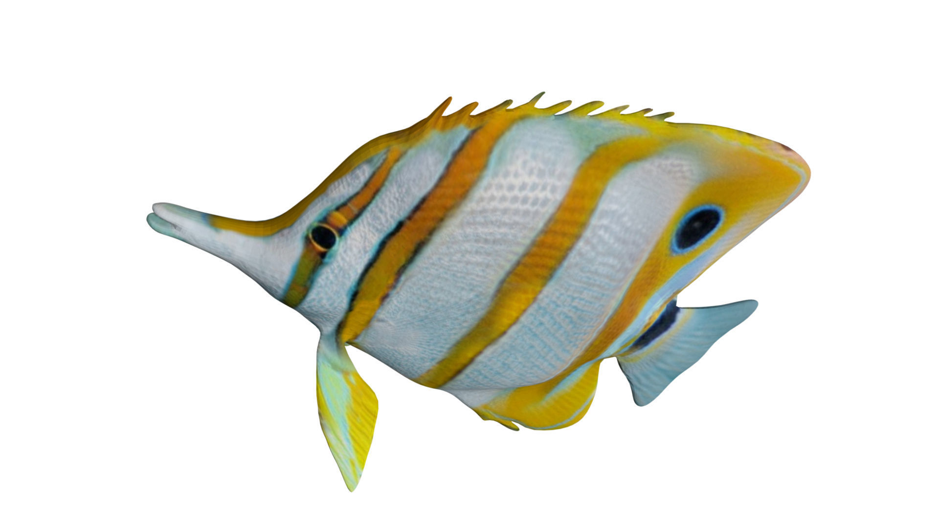 Butterfly fish Low-poly 3D model_5
