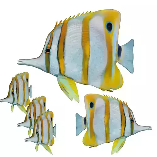 Butterfly fish