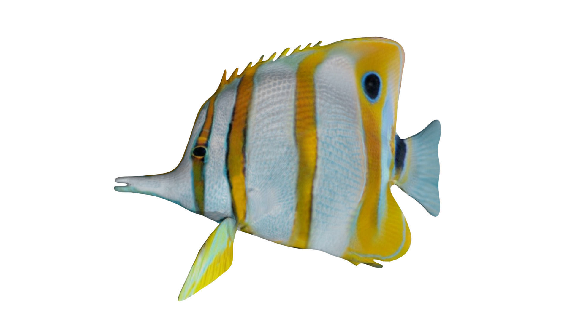 Butterfly fish Low-poly 3D model_2