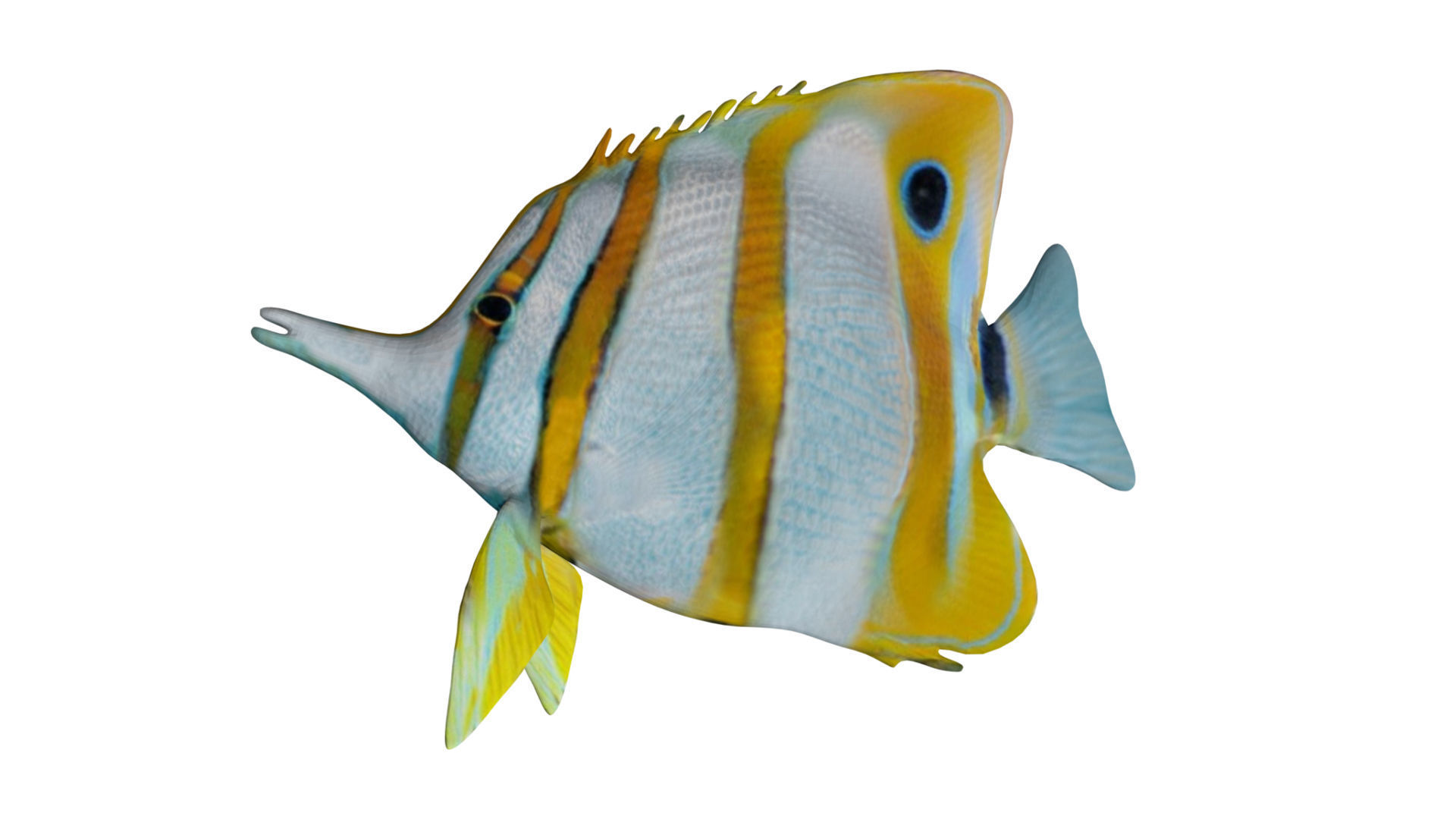 Butterfly fish Low-poly 3D model_3