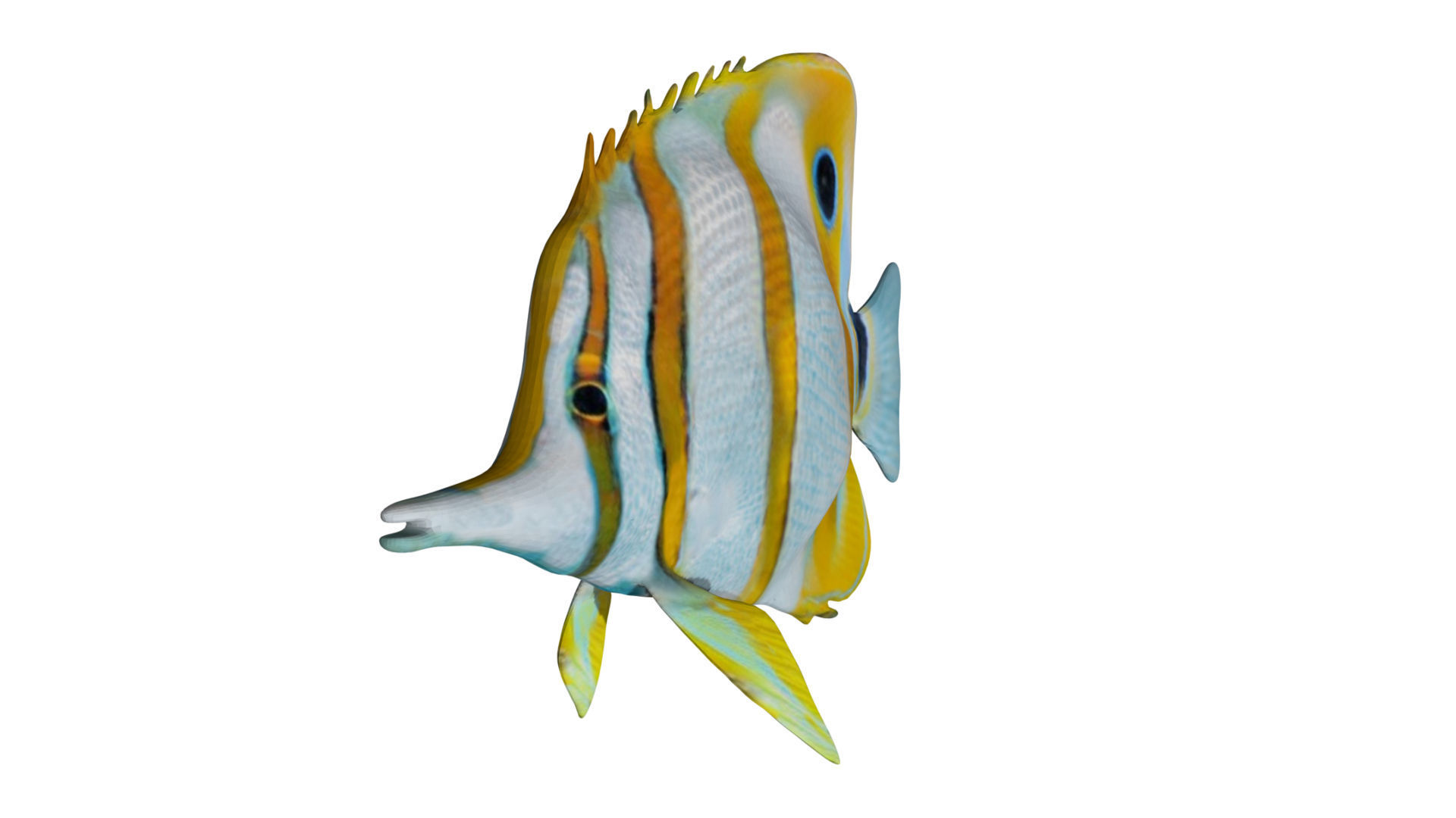 Butterfly fish Low-poly 3D model_4