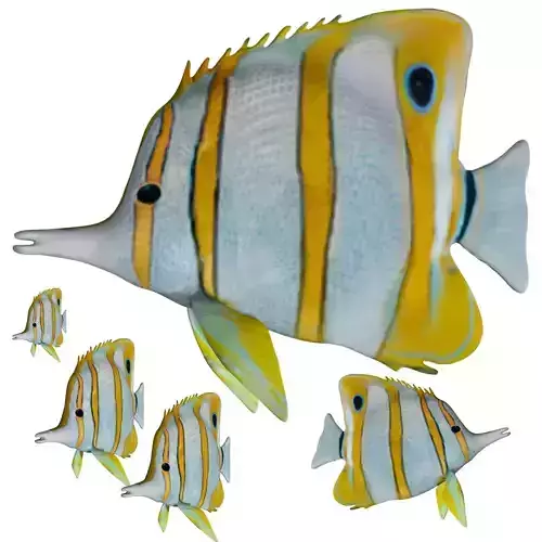 Butterfly fish