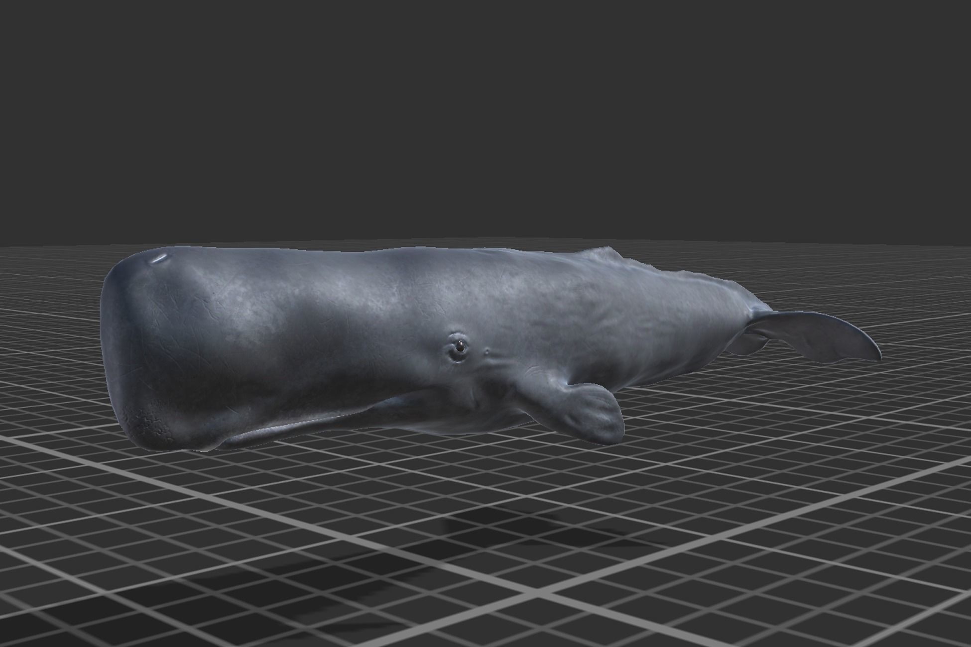 Arctic Animal pack Low-poly 3D model_24