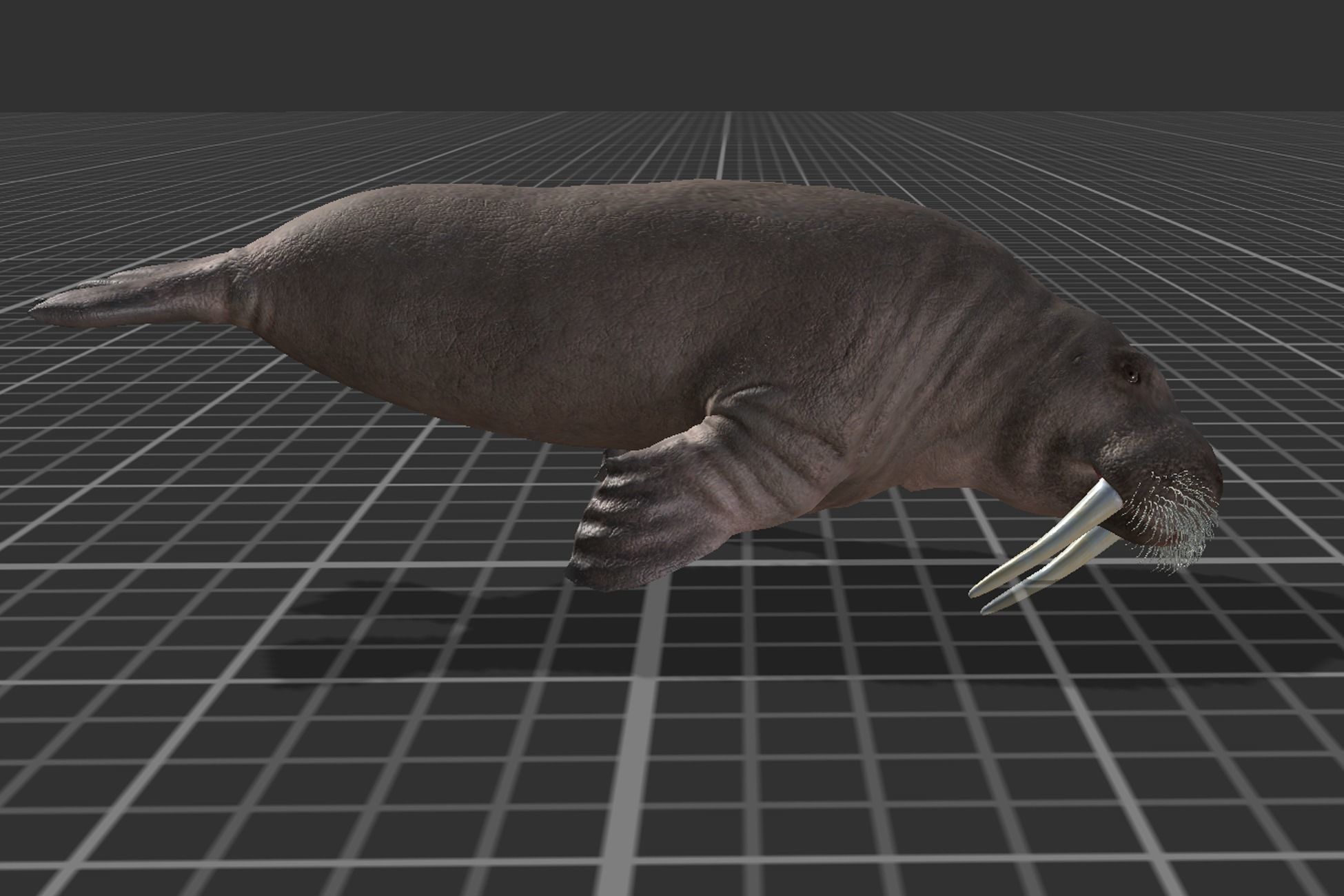 Arctic Animal pack Low-poly 3D model_10