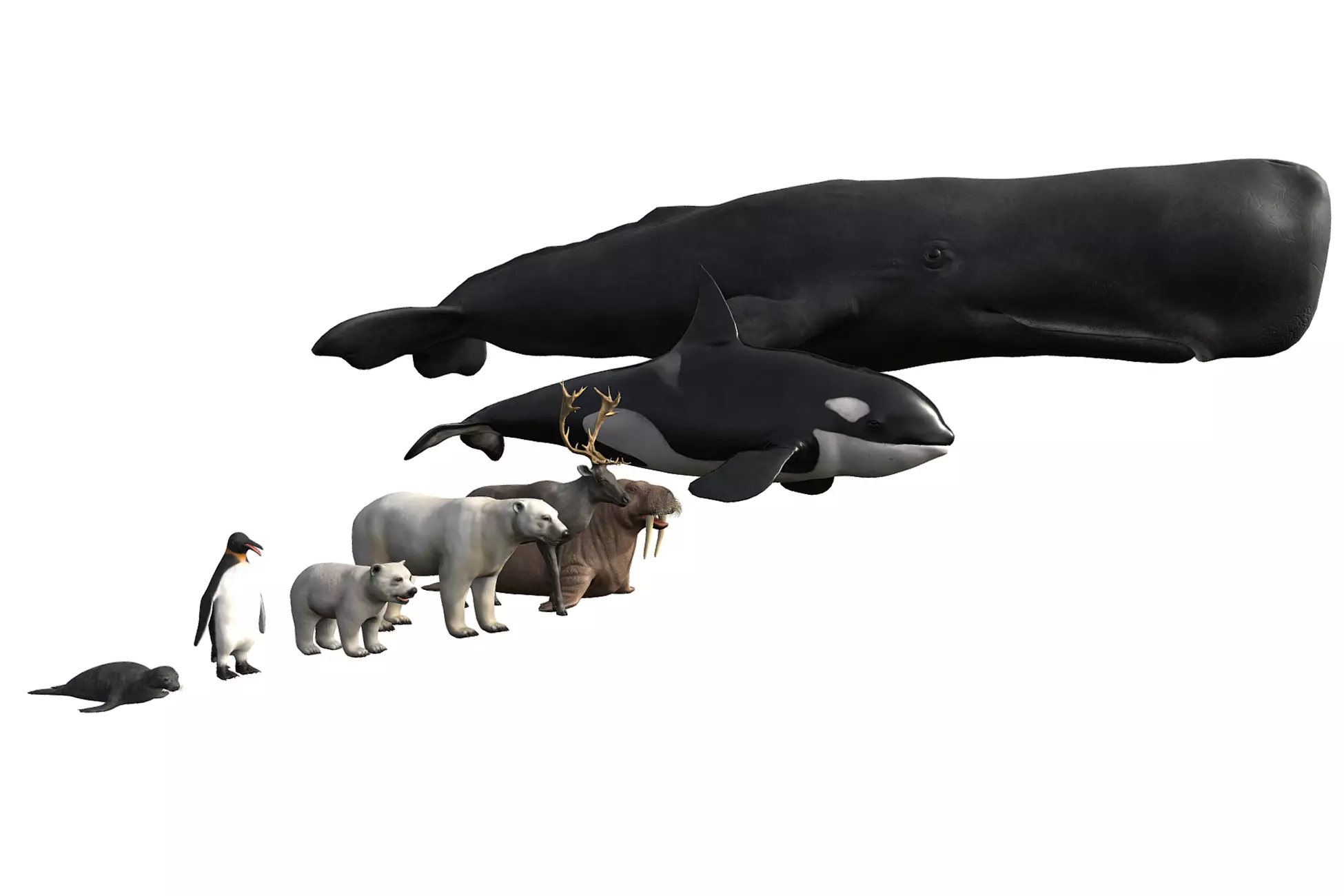 Arctic Animal pack Low-poly 3D model_0