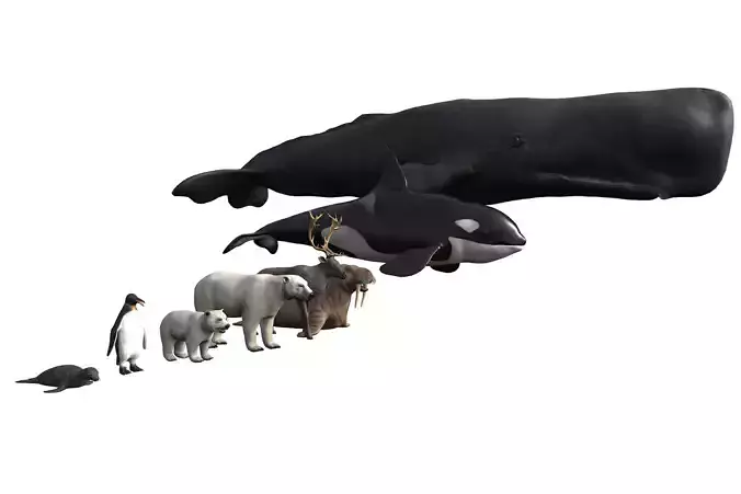 Arctic Animal pack Low-poly 3D model