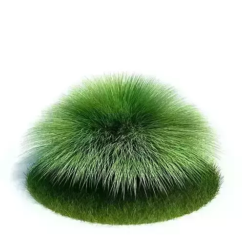 Muhlenberga Rigens Bush 3D model