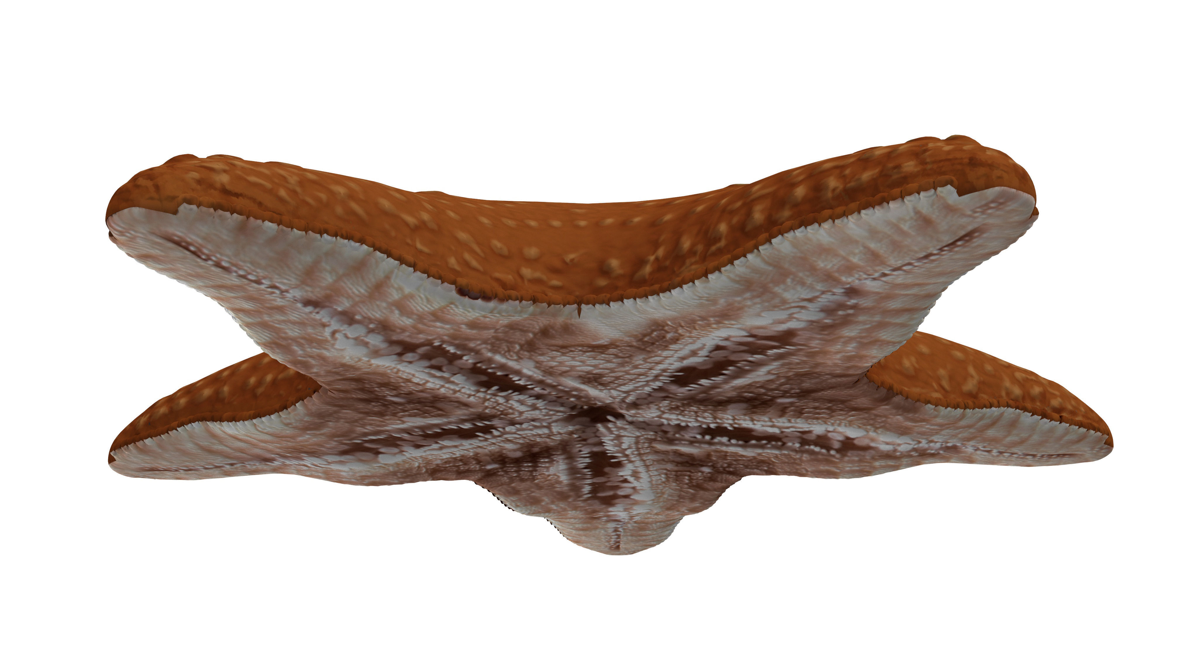 Starfish Low-poly 3D model_5