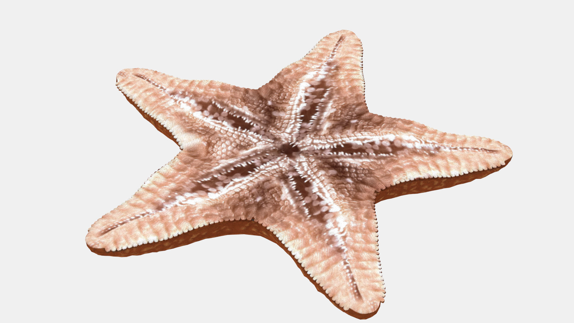 Starfish Low-poly 3D model_3