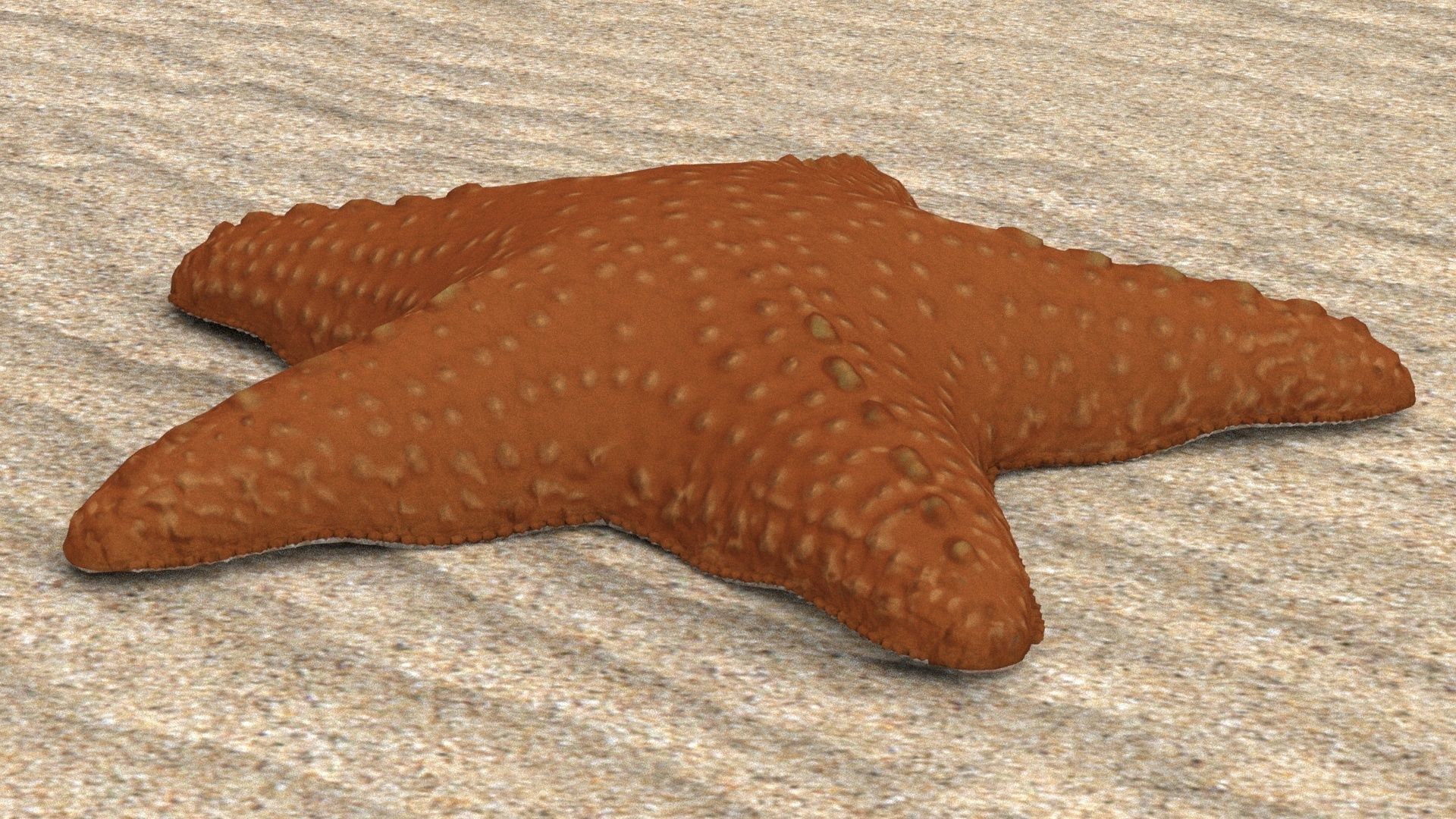 Starfish Low-poly 3D model_2