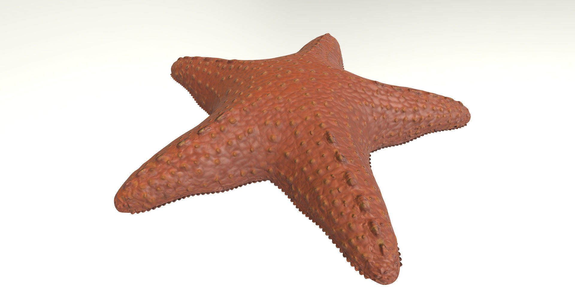 Starfish Low-poly 3D model_4