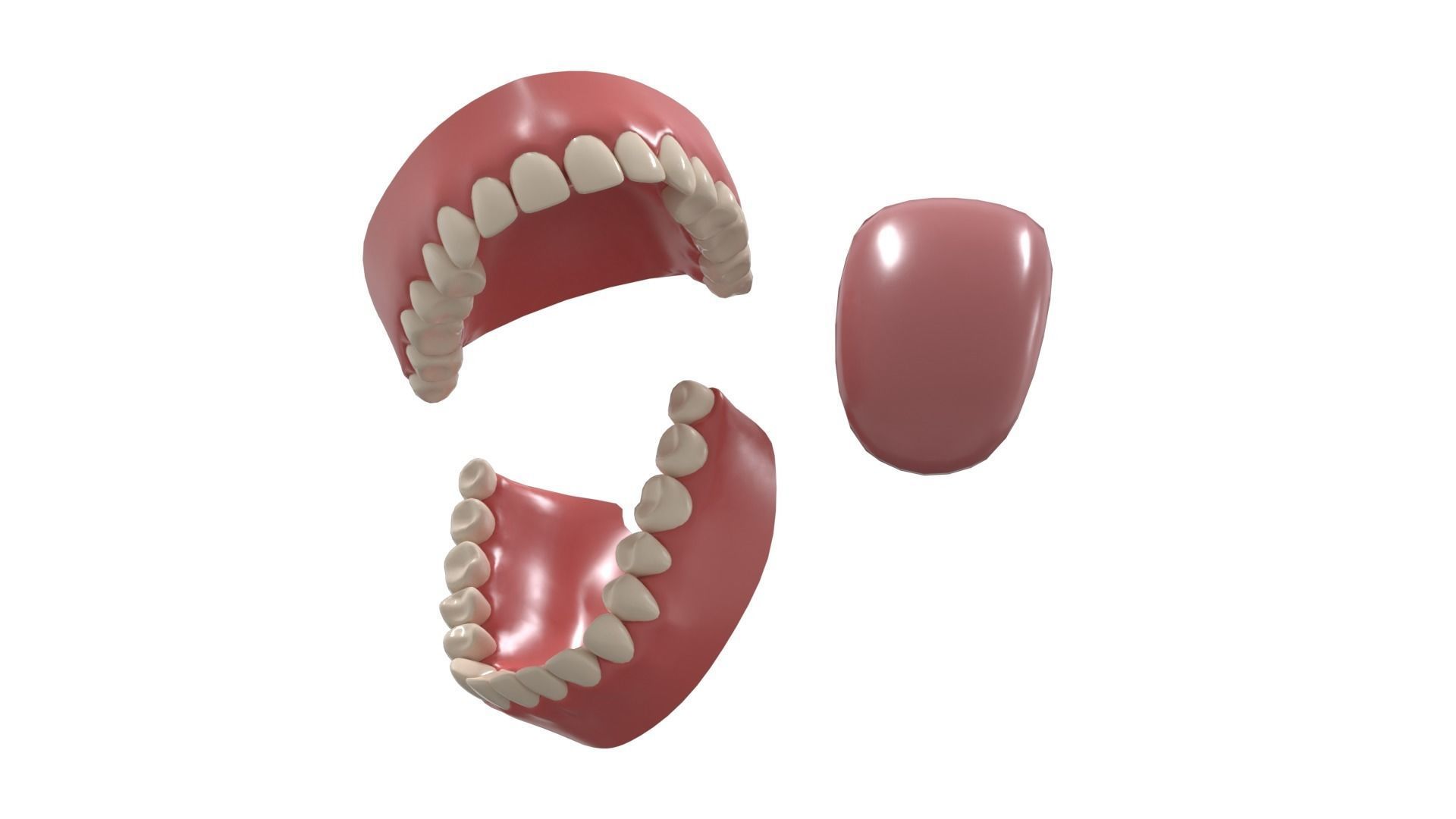 teeth 3D model_3