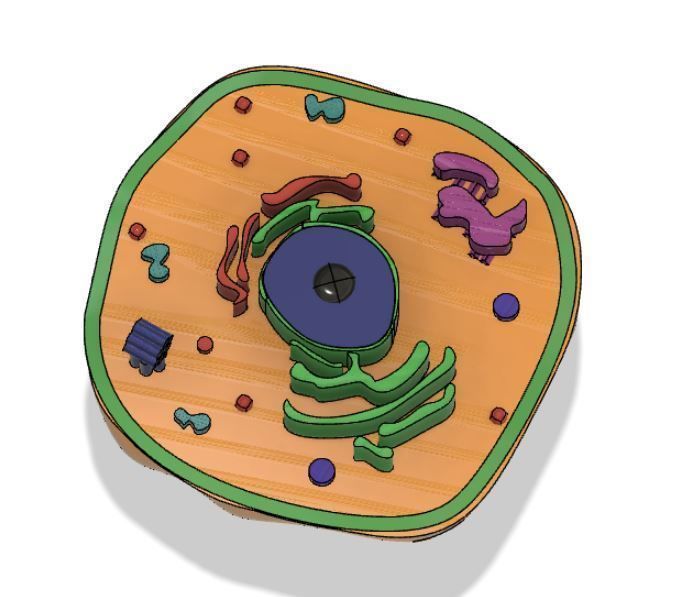Animal cell 3D model_7