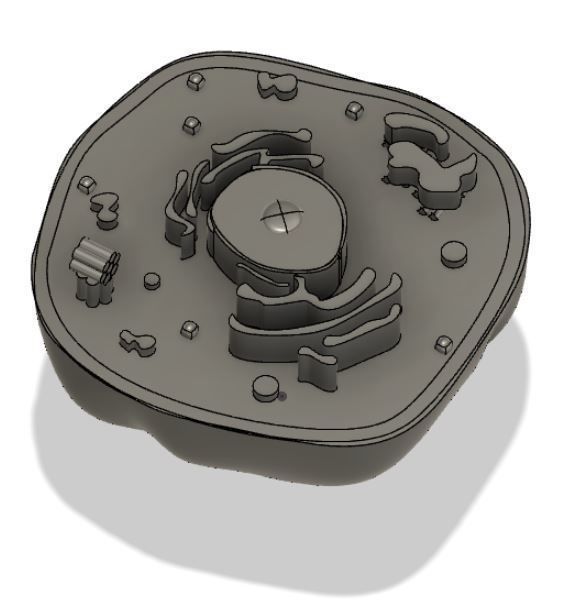 Animal cell 3D model_15