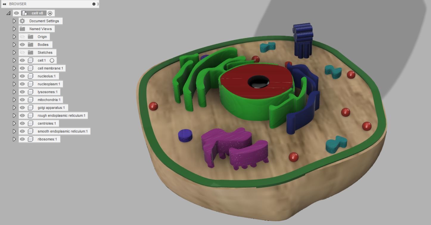 Animal cell 3D model_12