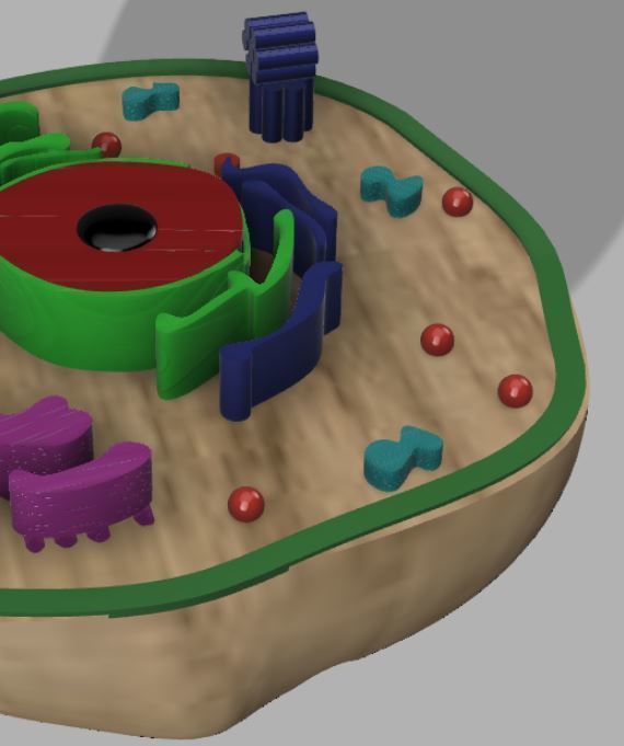 Animal cell 3D model_2