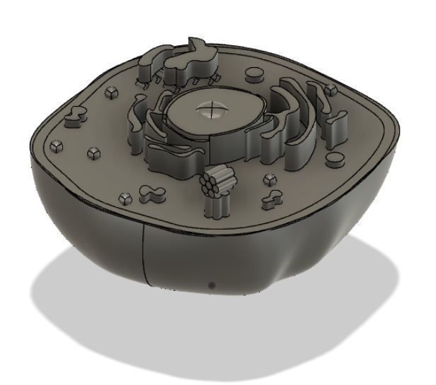 Animal cell 3D model_6