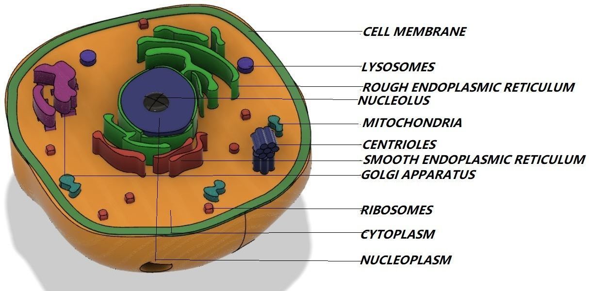 Animal cell 3D model_1