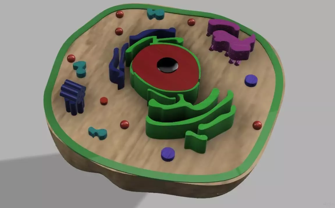 Animal cell 3D model_0