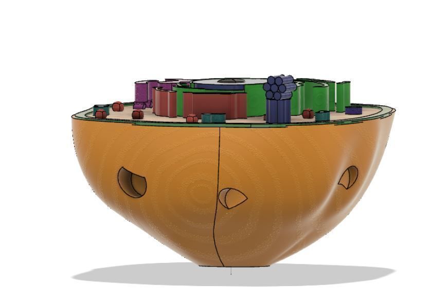 Animal cell 3D model_5