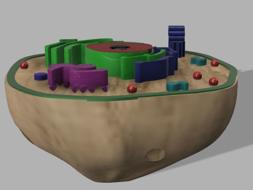 Animal cell 3D model_8