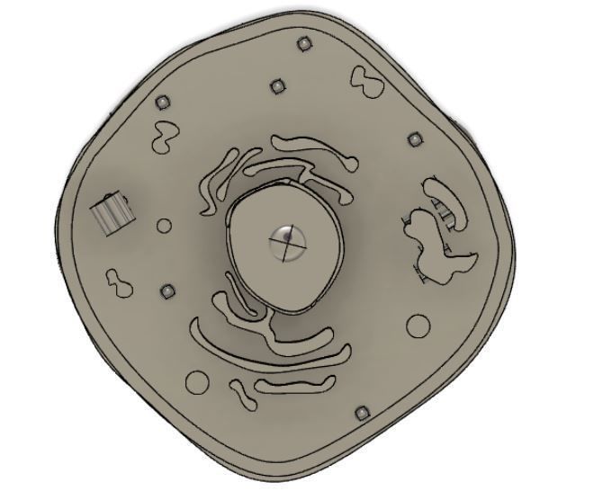 Animal cell 3D model_16