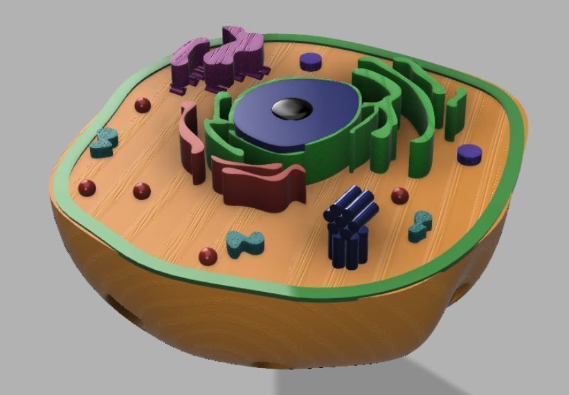 Animal cell 3D model_3
