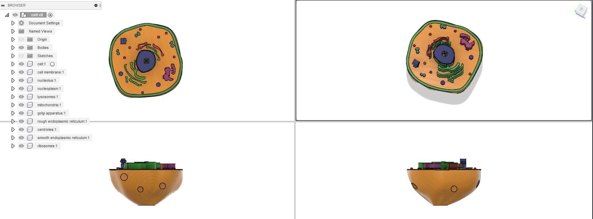 Animal cell 3D model_13