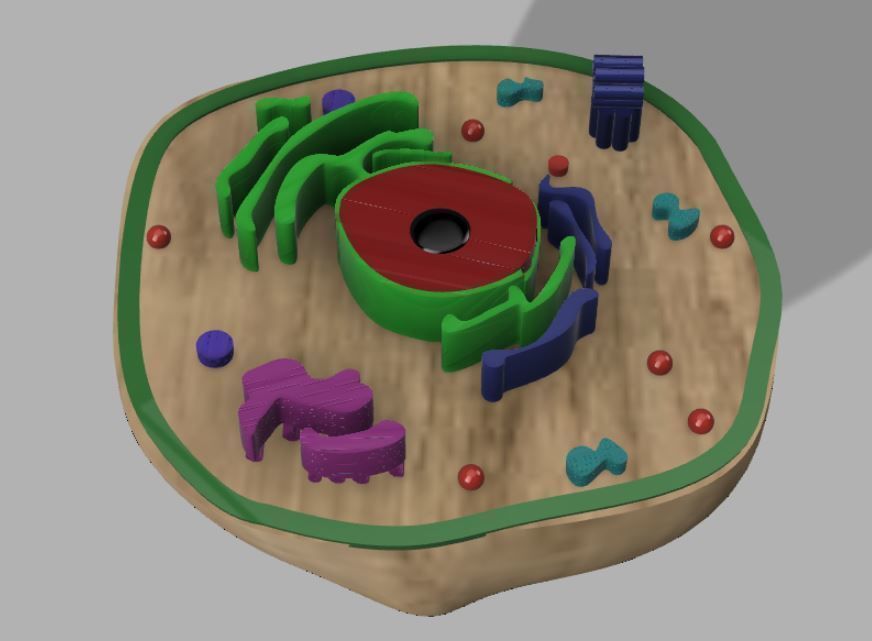 Animal cell 3D model_9