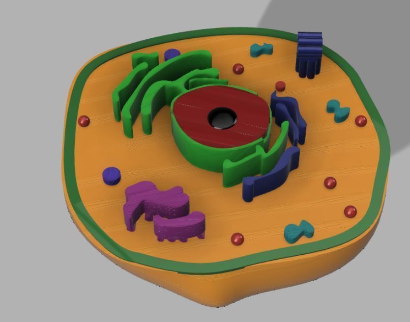 Animal cell 3D model_4