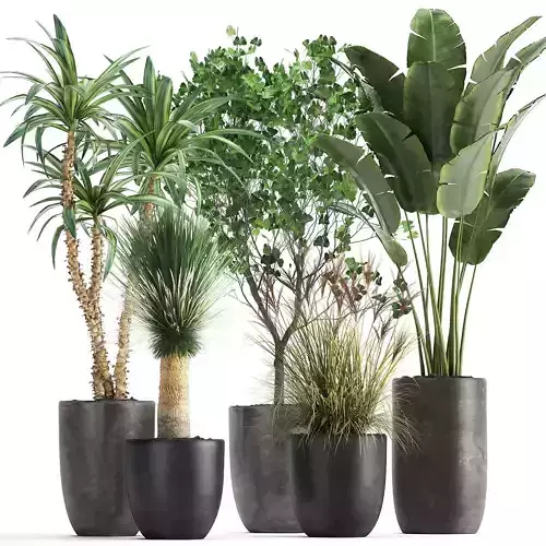 Houseplants in a flowerpot for the interior 1016