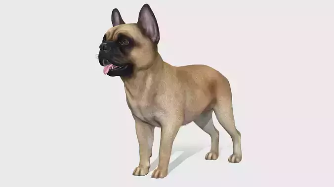 Dog - French Bulldog Low-poly 3D model