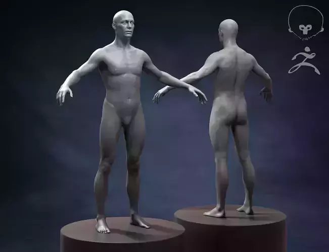 Standard Man Body Basemesh 3D model