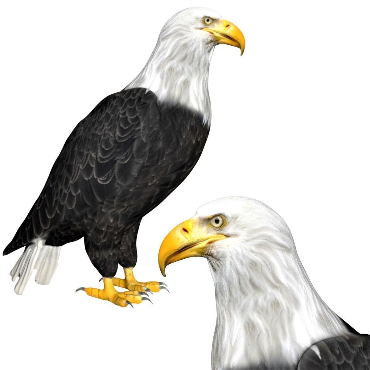 Bald Eagle Low-poly 3D model_1