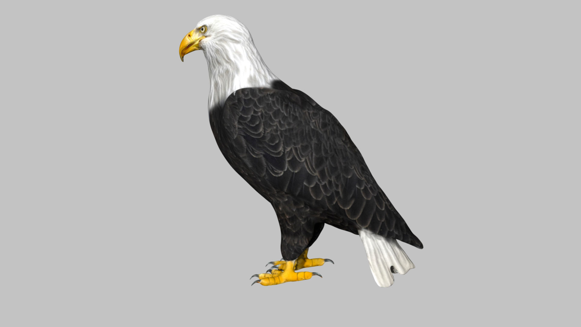 Bald Eagle Low-poly 3D model_6