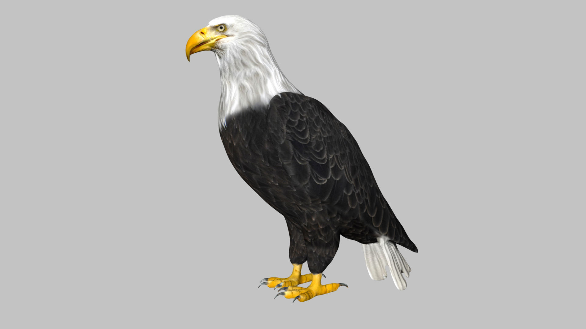 Bald Eagle Low-poly 3D model_2