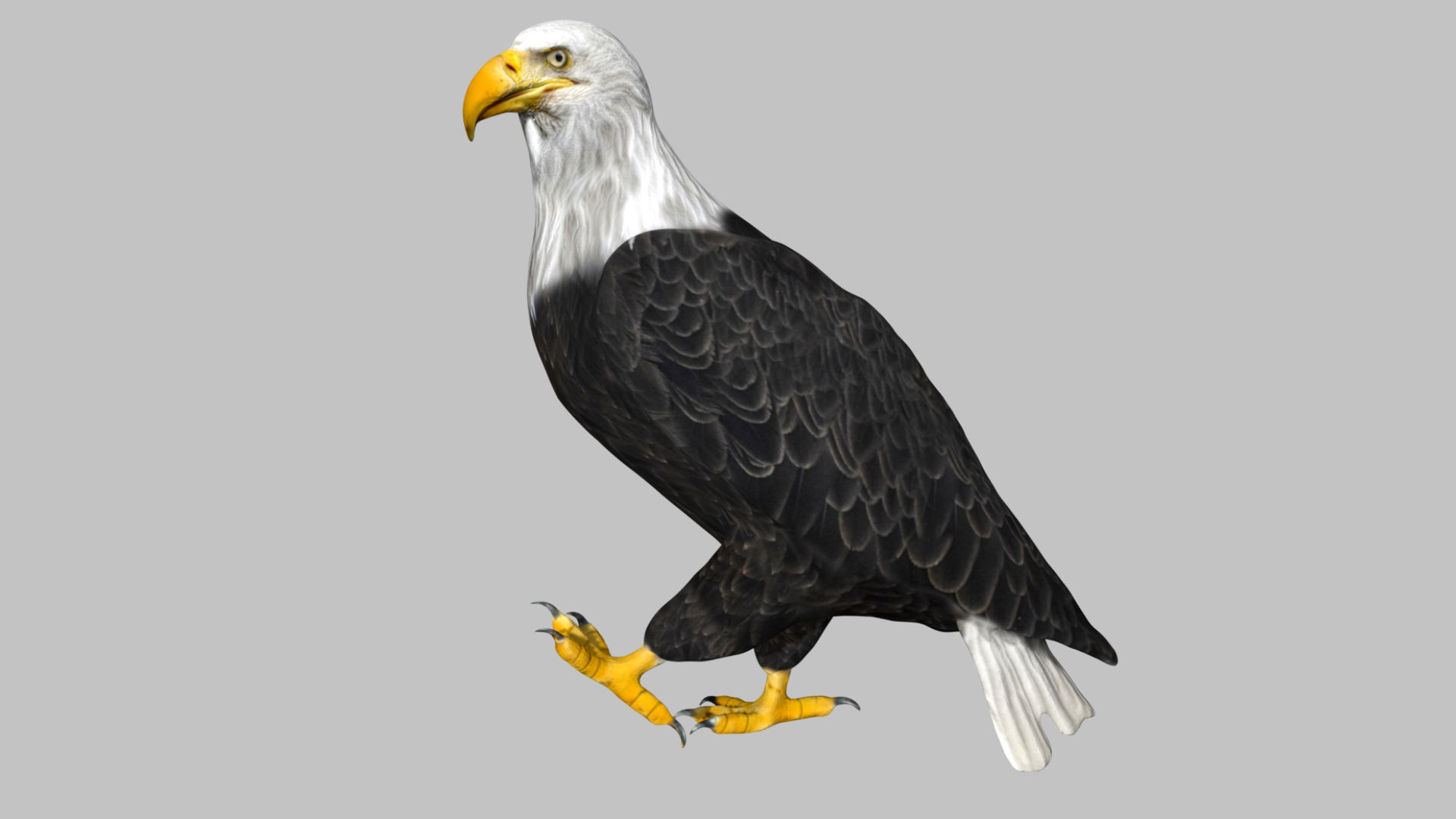 Bald Eagle Low-poly 3D model_4