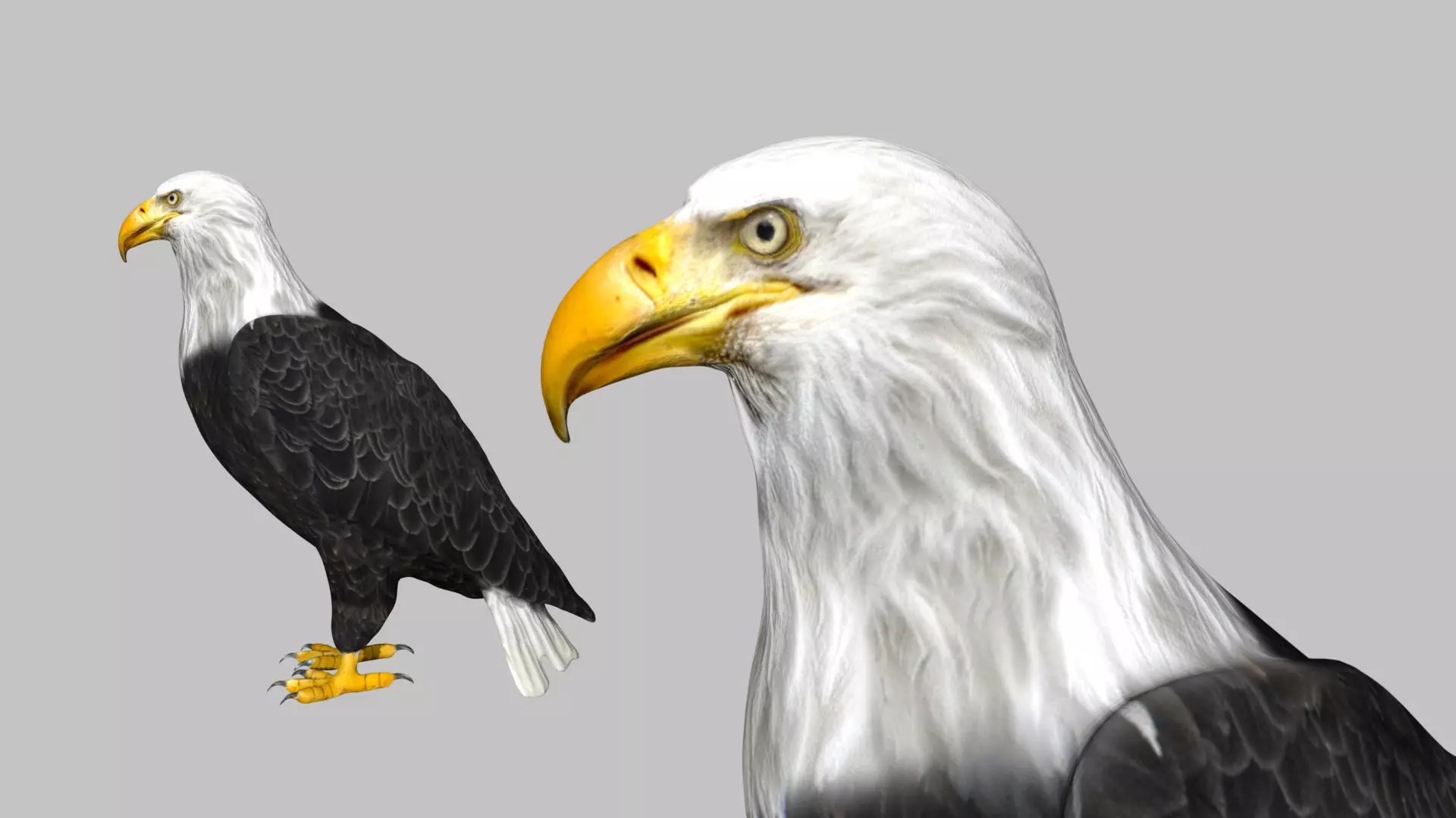 Bald Eagle Low-poly 3D model_0