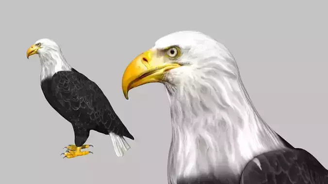 Bald Eagle Low-poly 3D model