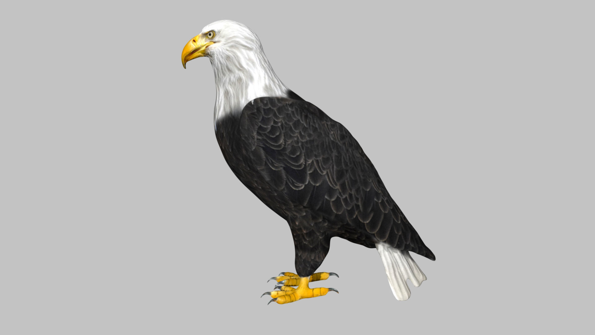 Bald Eagle Low-poly 3D model_3