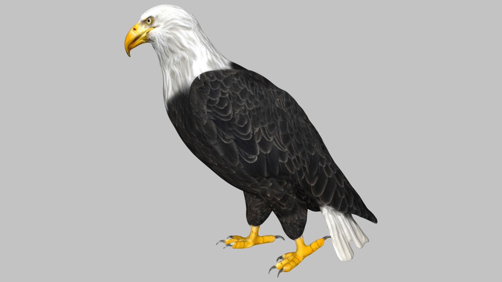 Bald Eagle Low-poly 3D model_5
