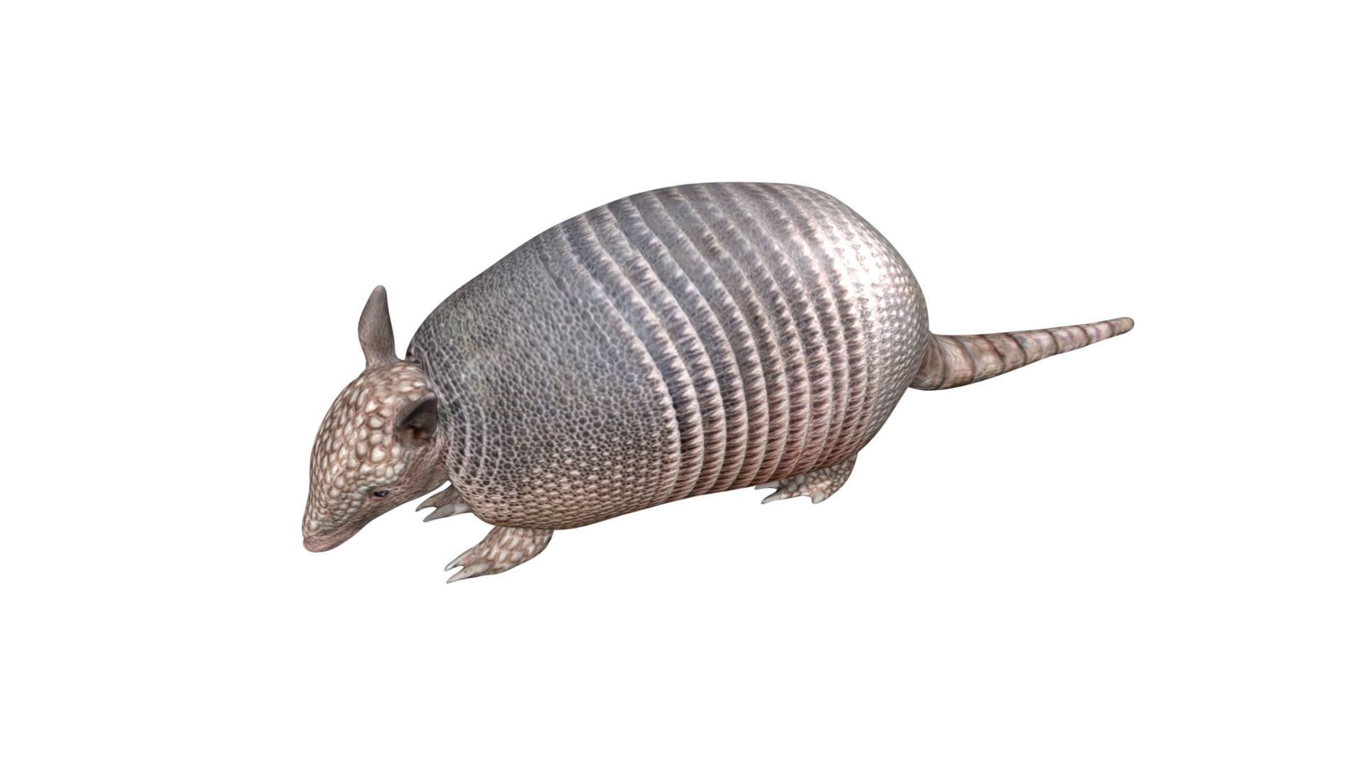 Armadillo Low-poly 3D model_3