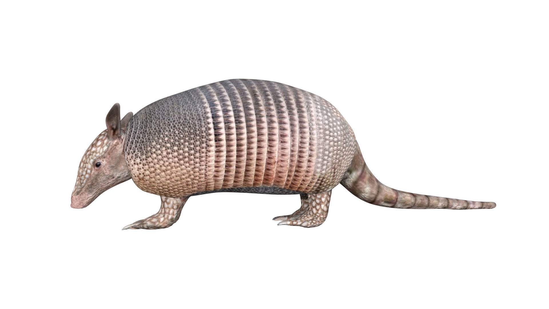 Armadillo Low-poly 3D model_2