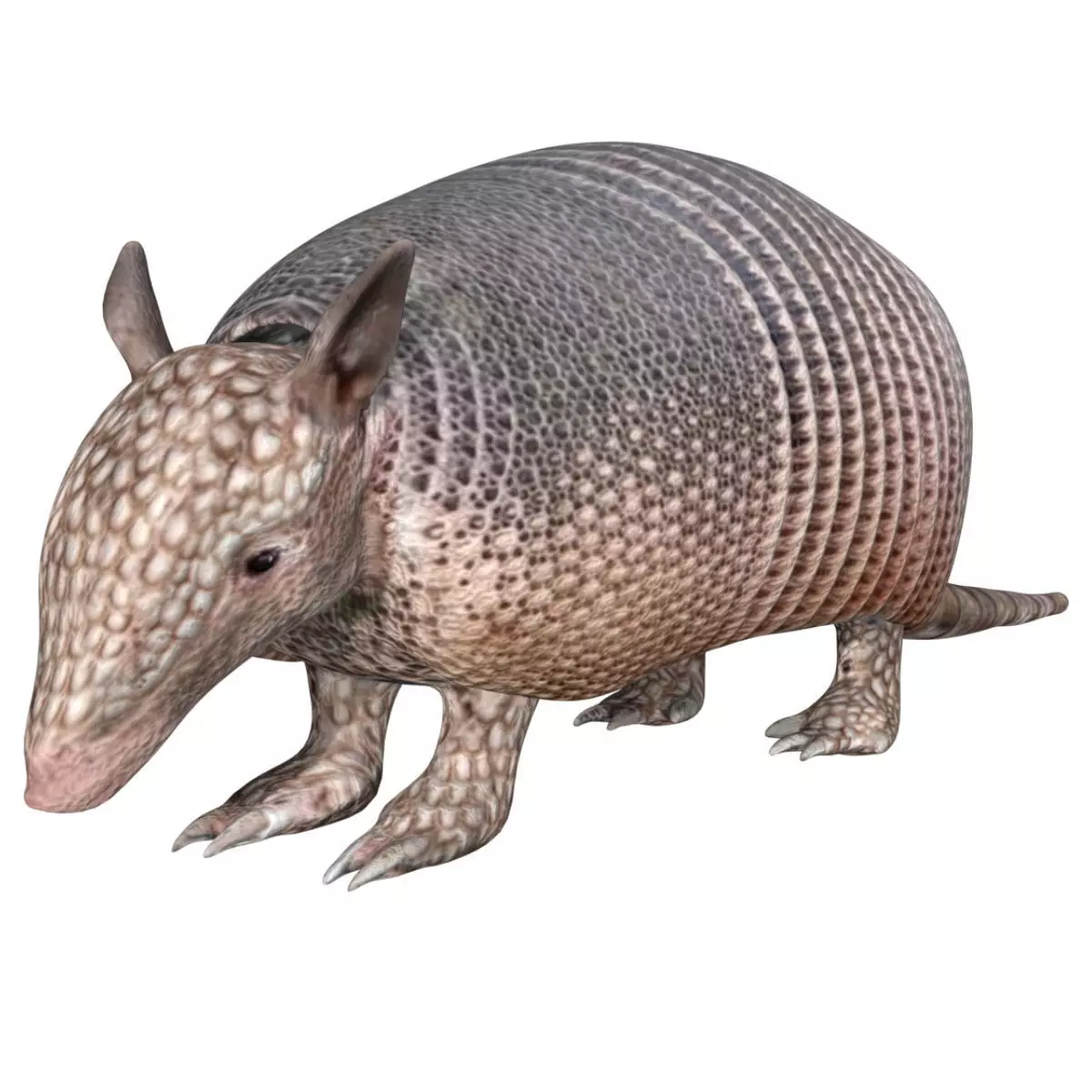Armadillo Low-poly 3D model_0