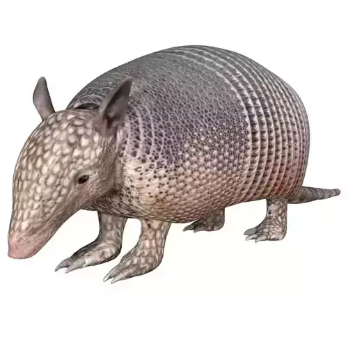 Armadillo